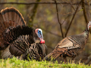 What does turkey hunting have to do with Marketing?